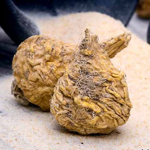 Maca Root Powder