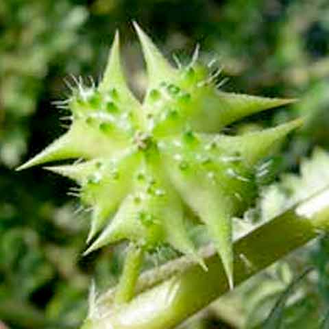 Tribulus Terrestris